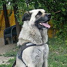 Happy sucht einen schönen Einzelplatz
