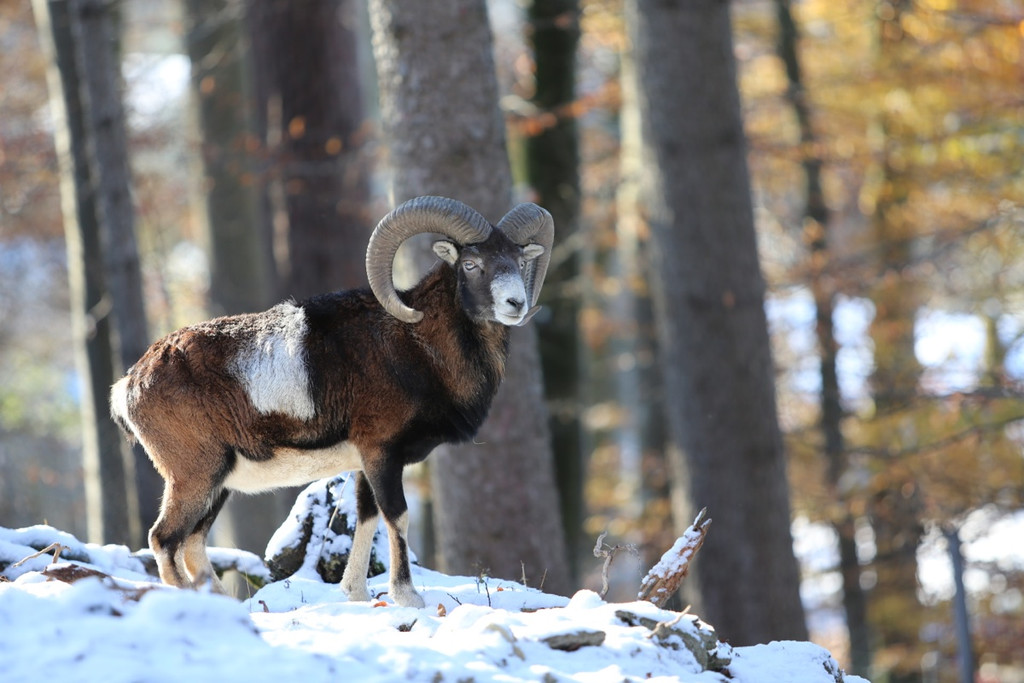 KOE_ Wildpark 201311 3.jpg