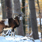 KOE_ Wildpark 201311 3.jpg