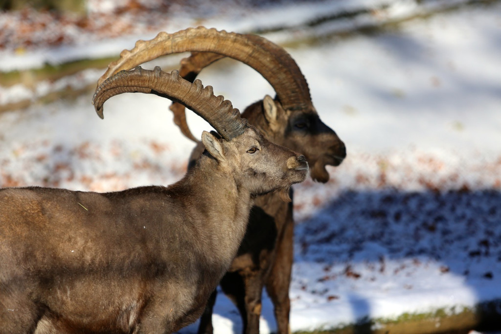 KOE_ Wildpark 201311 4.jpg