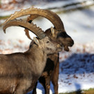 KOE_ Wildpark 201311 4.jpg