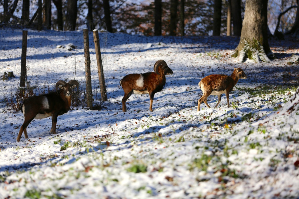 KOE_ Wildpark 201311 5.jpg