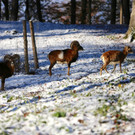 KOE_ Wildpark 201311 5.jpg