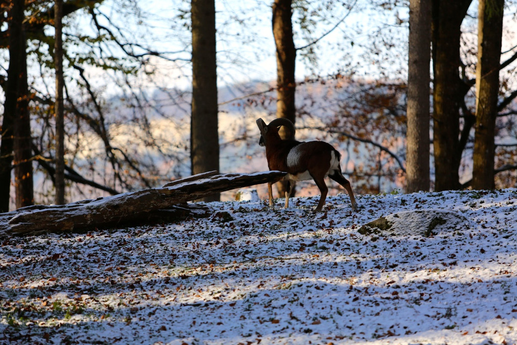 KOE_ Wildpark 201311 6.jpg