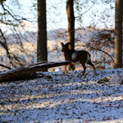 KOE_ Wildpark 201311 6.jpg