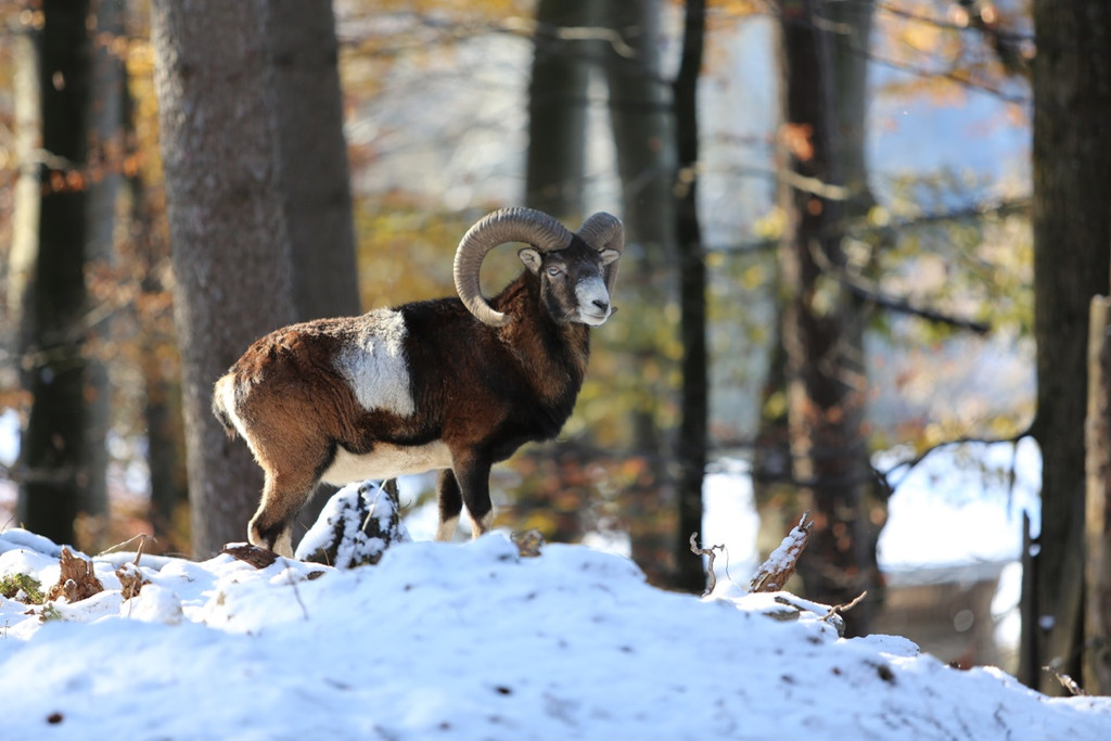 KOE_ Wildpark 201311 7.jpg