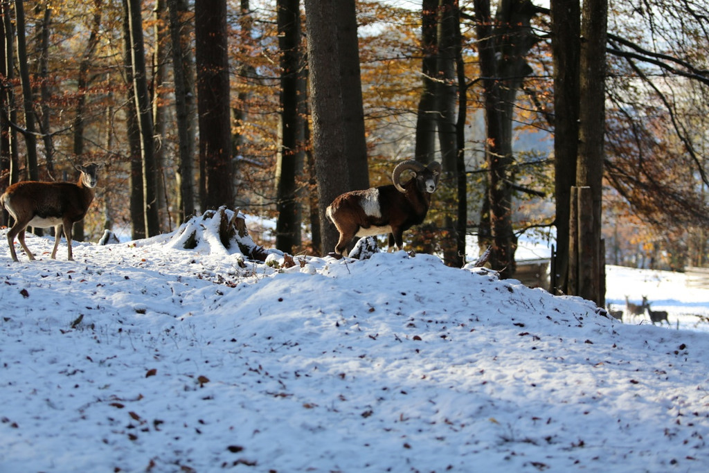 KOE_ Wildpark 201311 8.jpg