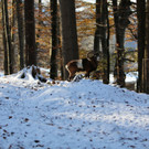 KOE_ Wildpark 201311 8.jpg