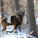 KOE_ Wildpark 201311 9.jpg