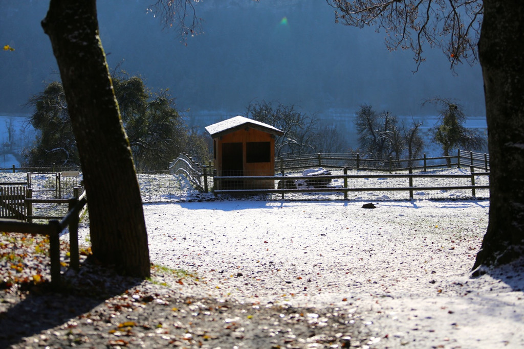KOE_ Wildpark 201311 10.jpg