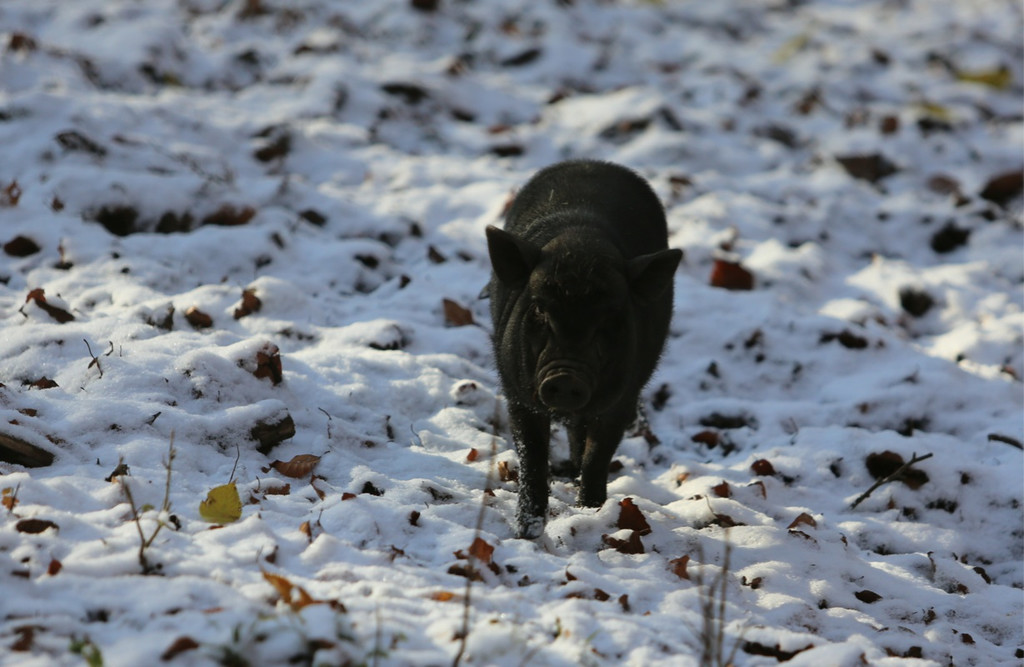 KOE_ Wildpark 201311 12.jpg