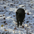 KOE_ Wildpark 201311 12.jpg
