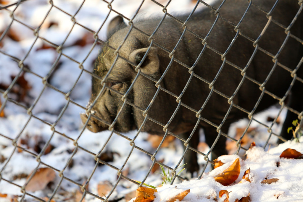 KOE_ Wildpark 201311 13.jpg