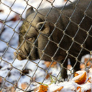 KOE_ Wildpark 201311 13.jpg