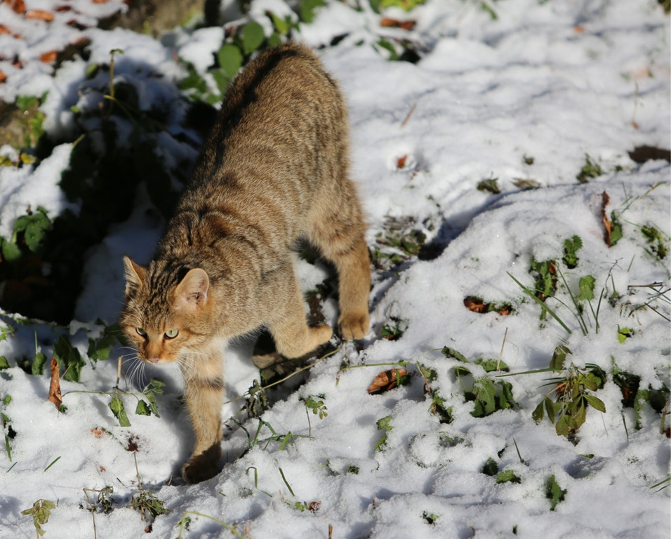 KOE_ Wildpark 201311 23.jpg
