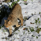 KOE_ Wildpark 201311 23.jpg