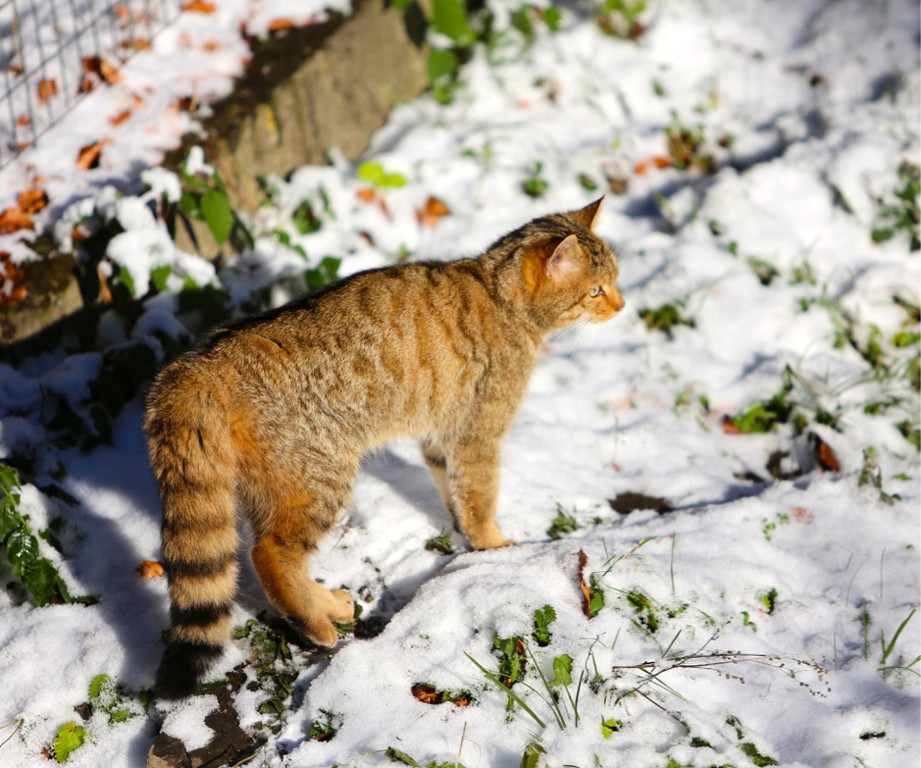 KOE_ Wildpark 201311 24.jpg