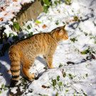 KOE_ Wildpark 201311 24.jpg