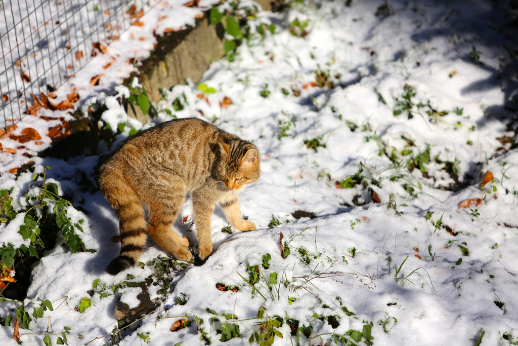 KOE_ Wildpark 201311 25.jpg