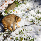 KOE_ Wildpark 201311 25.jpg