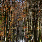 KOE_ Wildpark 201311 28.jpg