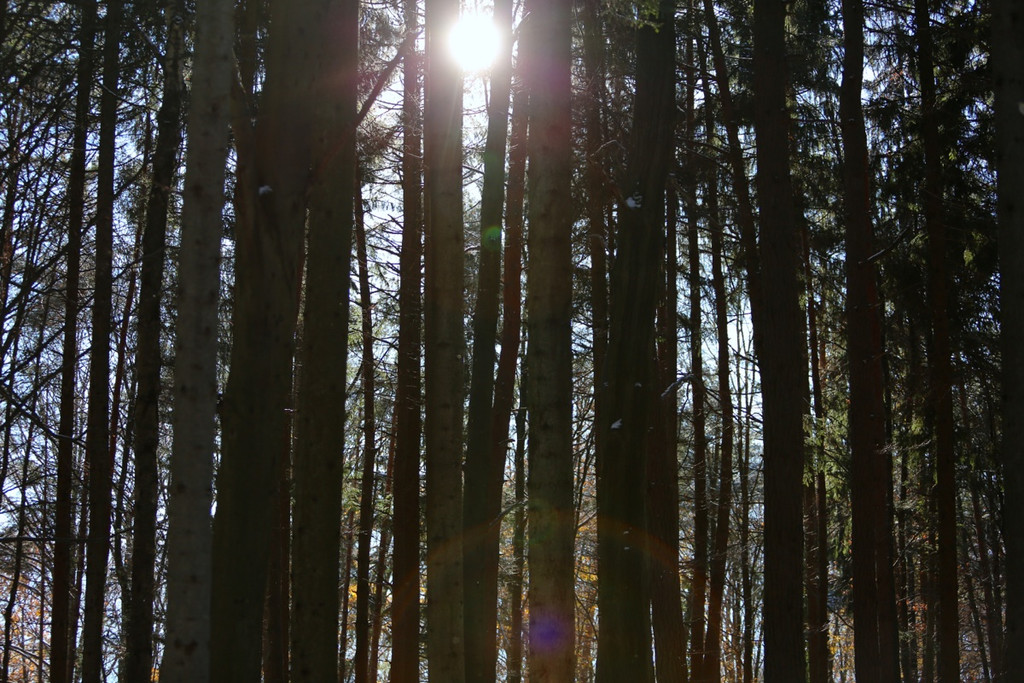 KOE_ Wildpark 201311 29.jpg