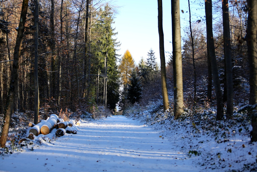 KOE_ Wildpark 201311 30.jpg