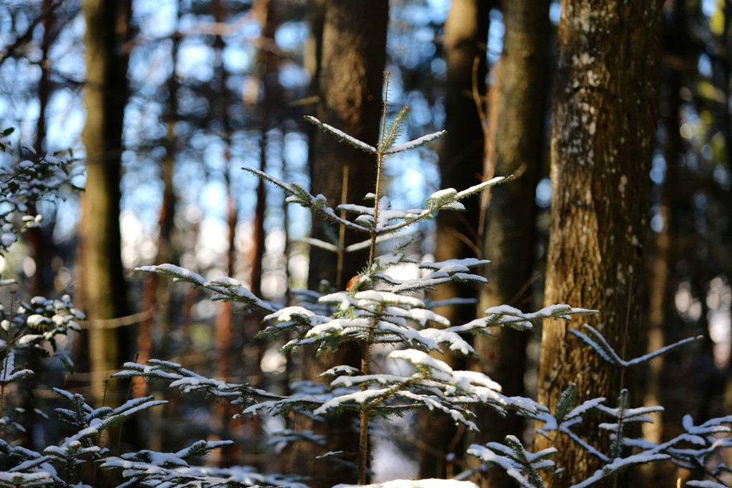 KOE_ Wildpark 201311 32.jpg