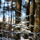 KOE_ Wildpark 201311 32.jpg