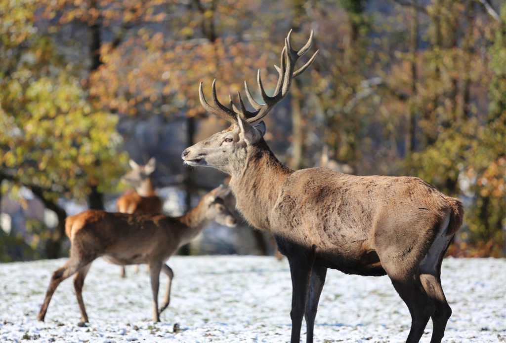 KOE_ Wildpark 201311 33.jpg