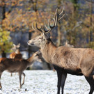KOE_ Wildpark 201311 33.jpg