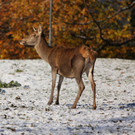 KOE_ Wildpark 201311 34.jpg