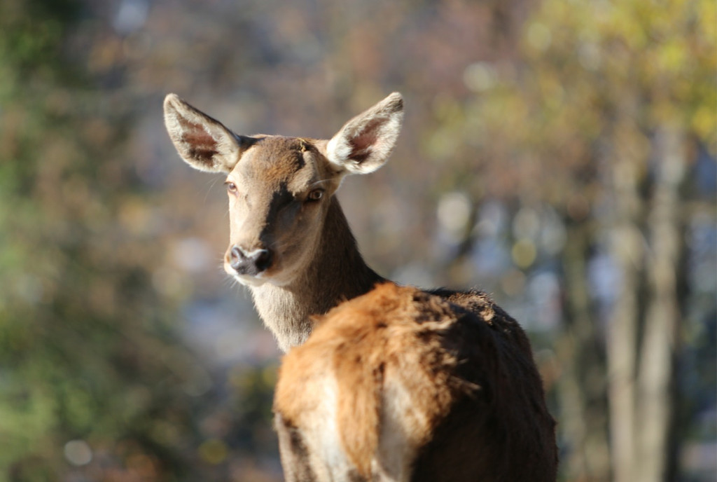 KOE_ Wildpark 201311 35.jpg