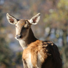 KOE_ Wildpark 201311 35.jpg
