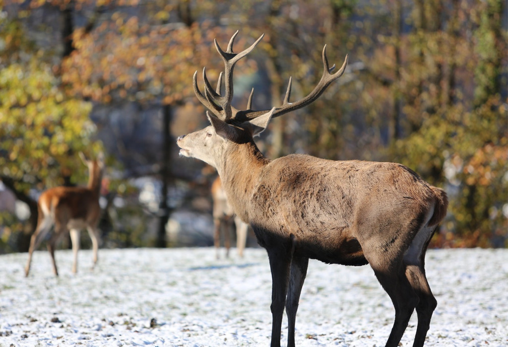 KOE_ Wildpark 201311 36.jpg