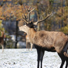 KOE_ Wildpark 201311 36.jpg