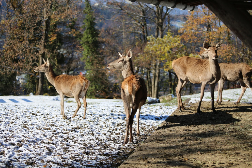 KOE_ Wildpark 201311 37.jpg