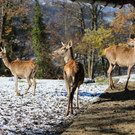 KOE_ Wildpark 201311 37.jpg