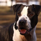 Goliath: Liebenswert-verschmuster Rüde wünscht sich ein Zuhause