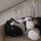 Das ist Katzenlady Nelly