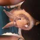 Hase   Stall