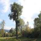 projekt_schmederer_weiher_im_sommer_003935581.jpg