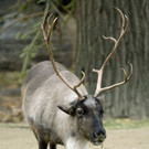 Advent-Programm im Tiergarten Schönbrunn