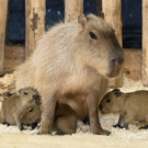 PA_Wasserschwein1.jpg