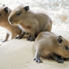 PA_Wasserschwein1-835051845.jpg