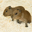PA_Wasserschwein2.jpg