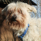 Ernstl: Streuner sucht seinen Lebensplatz