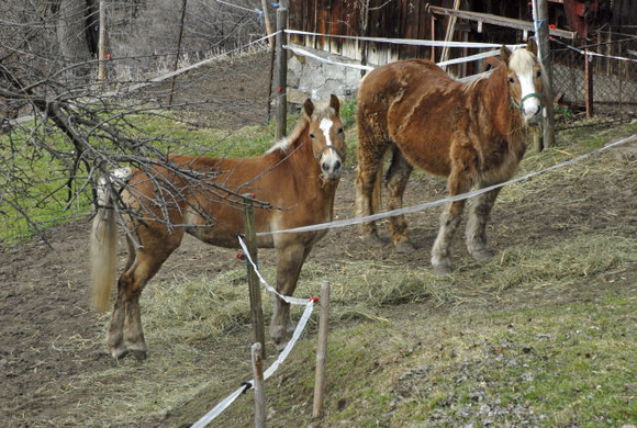 _DSC05760003_1_JPG-1269794094