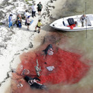 Wale vor Florida gestrandet: Rettung