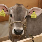 Tombola-Kalb_jpg-1269807166